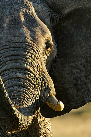 Elephant, AF-W-121