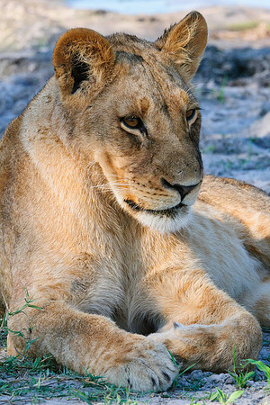 Young Male, AF-W-116