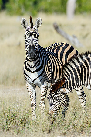 Burchell's Zebra Pair, AF-W-125