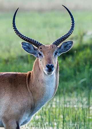Red Lechwe, AF-W-148