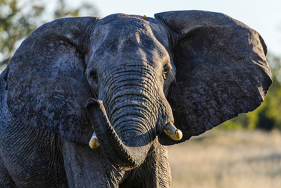Elephant, AF-W-124
