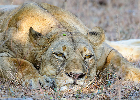 Pregnant Lioness, AF-W-140