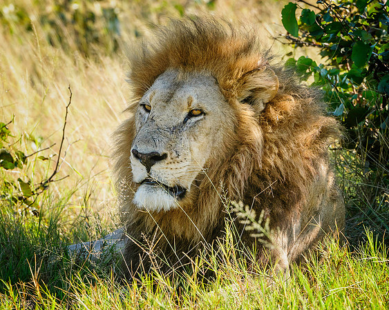 Simba, AF-W-114