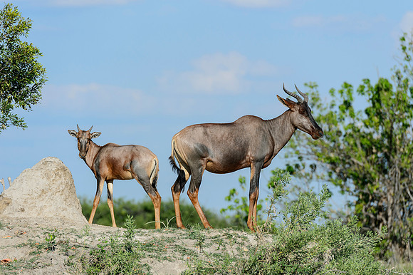 Tsessebe & Foal, AF-W-168