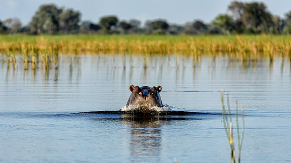 Hippo On Approach, AF-W-132