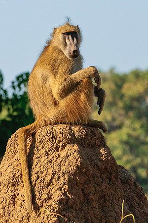 Baboon Resting Spot, AF-W-139