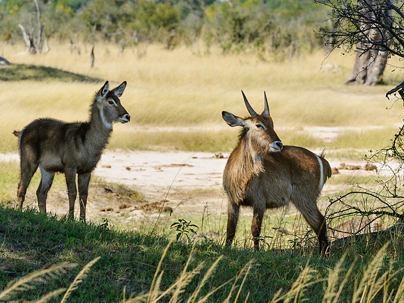 Waterbuck Yearlings, AF-W-135