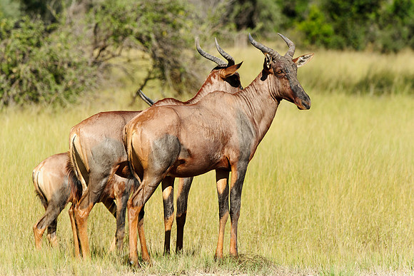 Tsessebe, AF-W-123