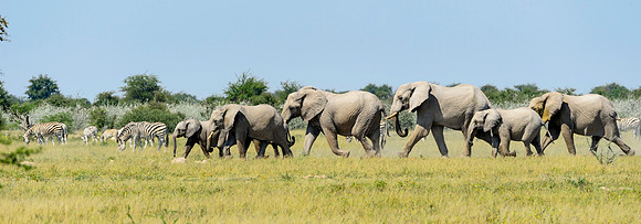 Elephant Herd On Move, AF-W-171