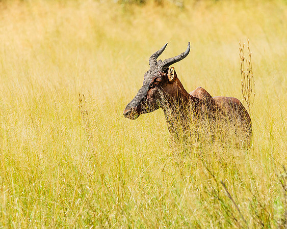 Tsessebe, AF-W-106