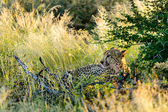 Cheetah & Kill, AF-W-152