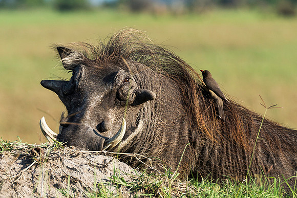 Warthog & Oxpecker, AF-W-126