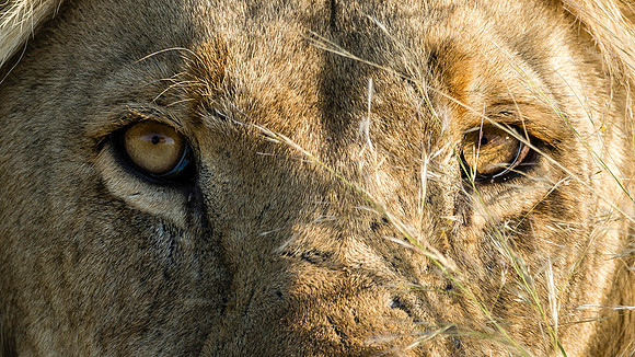 The Eyes Have It, AF-W-154