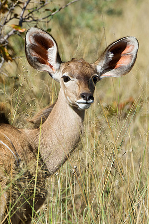 Young Kudu, AF-W-127