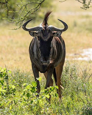 Lone Wildebeest, AF-W-158