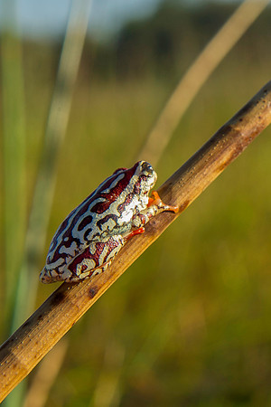 Painted Reed Frog, AF-W-107