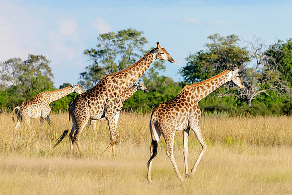 Southern Giraffes, AF-W-110