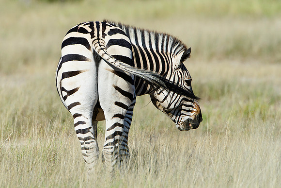 Burchell's Zebra, AF-W-108