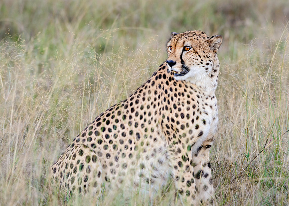 Cheetah At Rest, AF-W-159