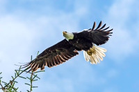 Alaska