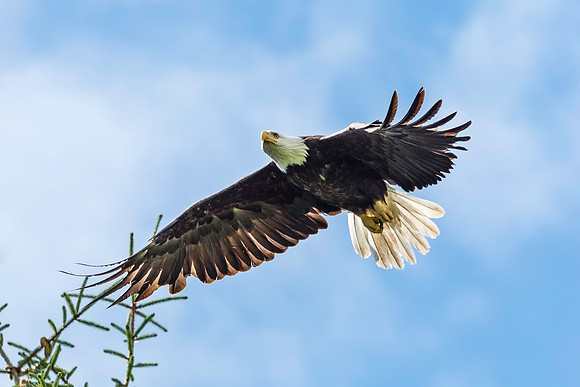 Adult Bald Eagle, BD-AK-106