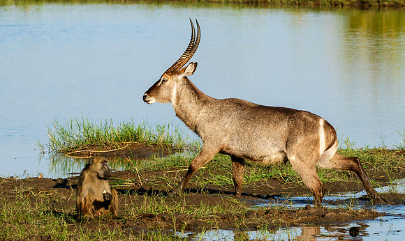 Waterbuck & Baboon, AF-W-137