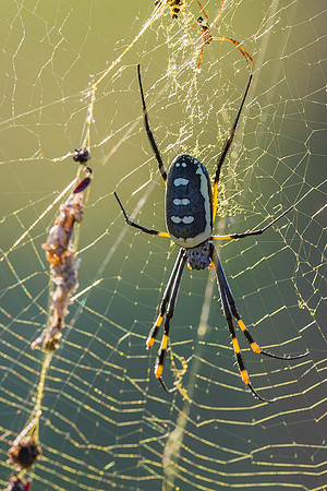 Golden Orb Spider, AF-W-112
