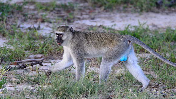 Vervet Monkey, AF-W-165