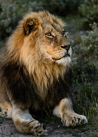Black-maned Lion, AF-W-131