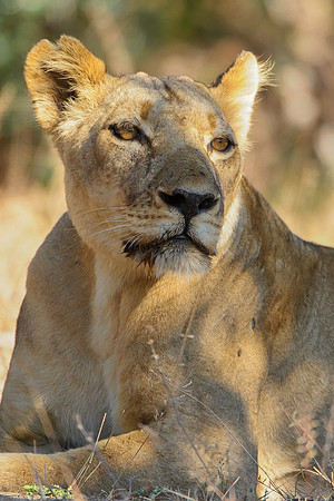 Lion In Shade, AF-W-138