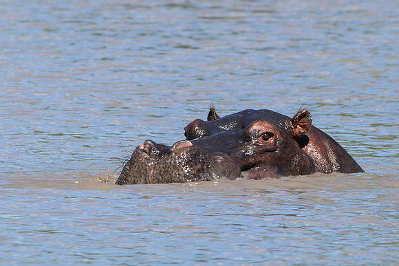 Lone Hippo, AF-W-122