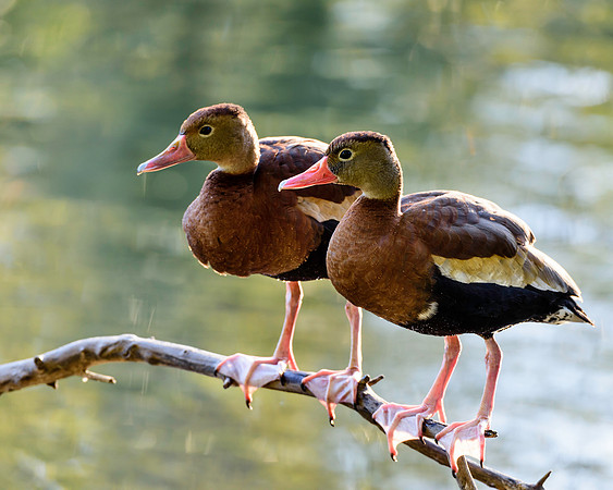 Black-Bellied Whistling Ducks, BD-O-104