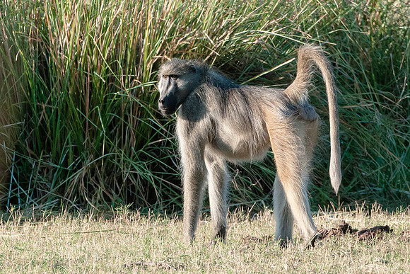 Baboon, AF-W-136