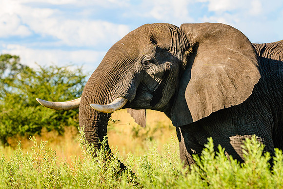 Elephant, AF-W-128