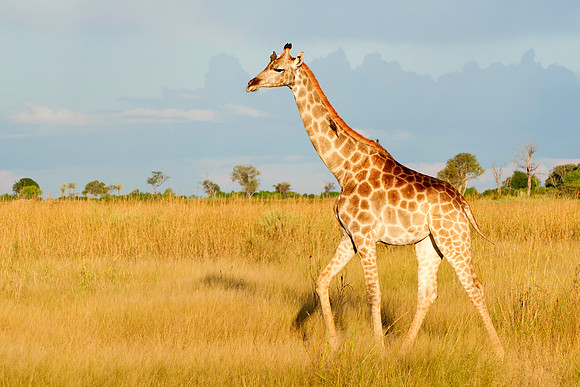 Giraffe On Move, AF-W-113
