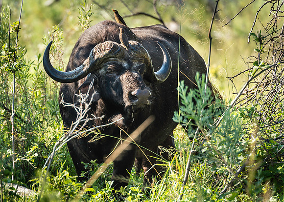 Cape Buffalo, AF-W-150