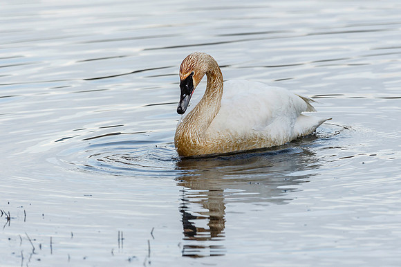 Trumpeter Swan, BD-AK-102