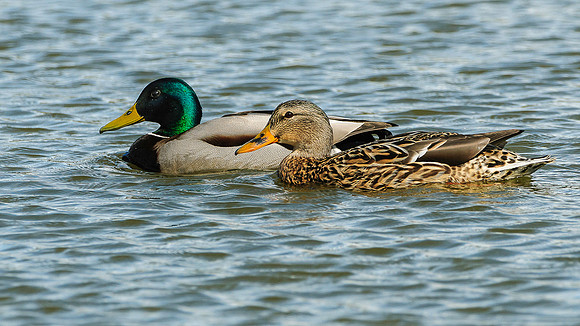 Mallard Pair, BD-AK-114