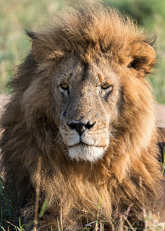 Bad Hair Day MM-05