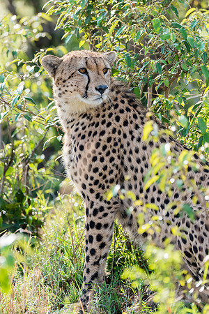 Cheetah MM-08