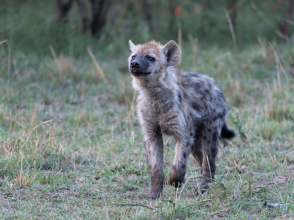 Hyena Cub MM-19