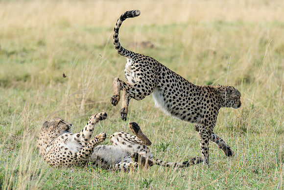 Cats At Play MM-9