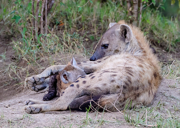 Nursing Hyena MM-11
