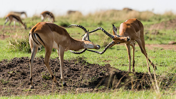 Impalas Sparring MM-12