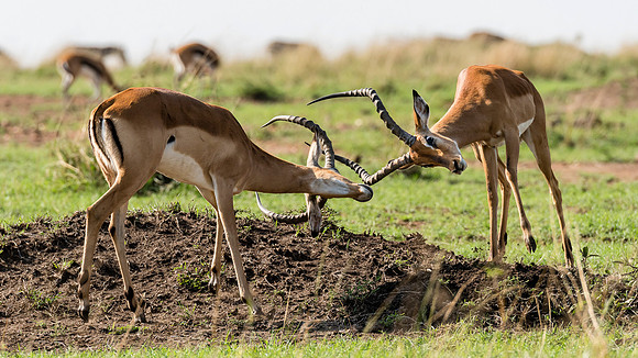 Sparring Impalas MM-13