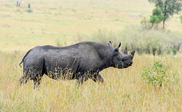 Rhino On The Move MM-14