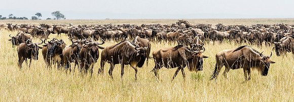 Wildbeest En Masse  MM-15