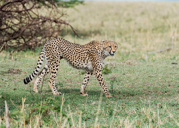 On The Prowl MM-17
