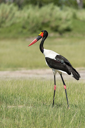Saddlebilled Stork, BD-AF-108