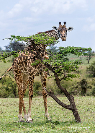 Wary Giraffe MM-02